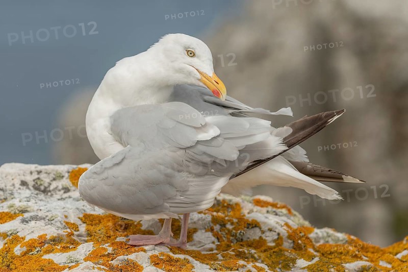 Herringgull (Larus argentatus) sitting on a rock. Camaret, Crozon, Finistere, Brittany, France, Europe