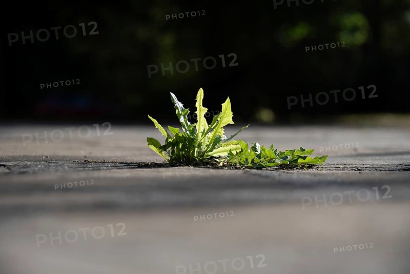 Lion fence grows between concrete, Germany, Europe