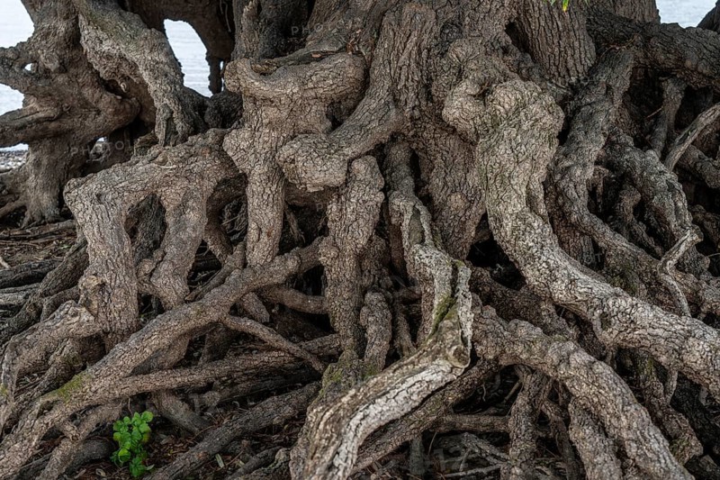 Rhine bank near Duisburg-Baerl, old silver willow, exposed roots, North Rhine-Westphalia, Germany, Europe