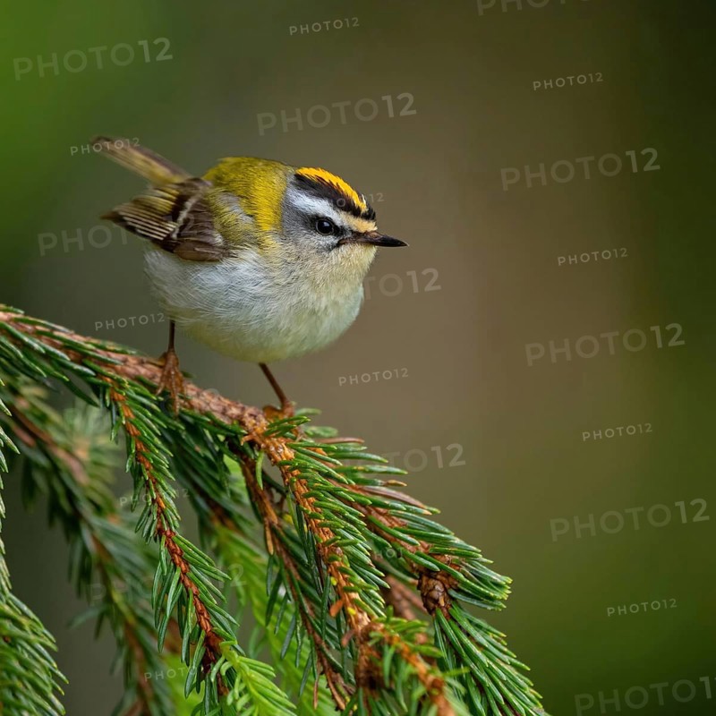 Goldcrest, Regulus ignicapillus, Luce, Mountain area, Luce, Styria, Slovenia, Europe