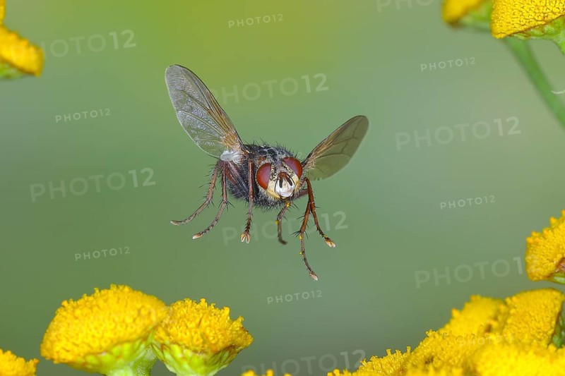 Hedgehog fly (Tachina fera) in flight, over flowers of tansy (Tanacetum vulgare), highspeed nature photo, flight photo, wildlife, insects, Siegerland, North Rhine-Westphalia, Germany, Europe