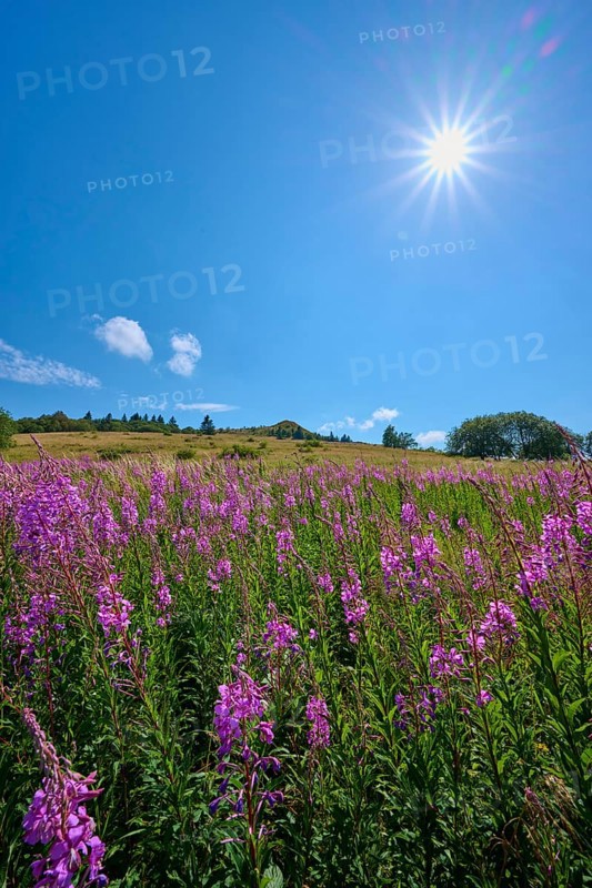 Blooming sally (Epilobium angustifolium), meadow in front of a hill under a clear sky, Abtsroder Kuppe, Abtsroda, Wasserkuppe, Rhön, Hesse, Germany, Europe