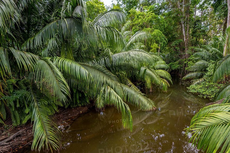 Palm trees in the rainforest, Osa Peninsula, Punterenas Province, Costa Rica, Central America