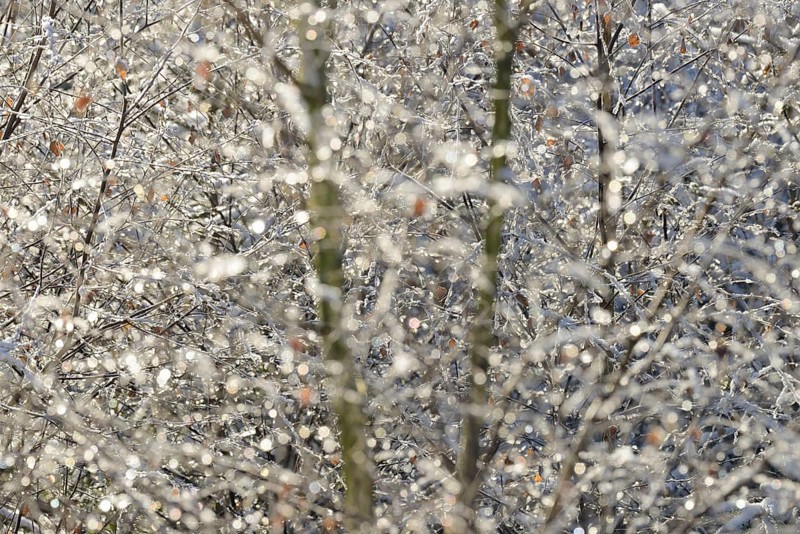 Birches (Betula), branches and twigs with hoarfrost, Arnsberg Forest nature park Park, North Rhine-Westphalia, Germany, Europe