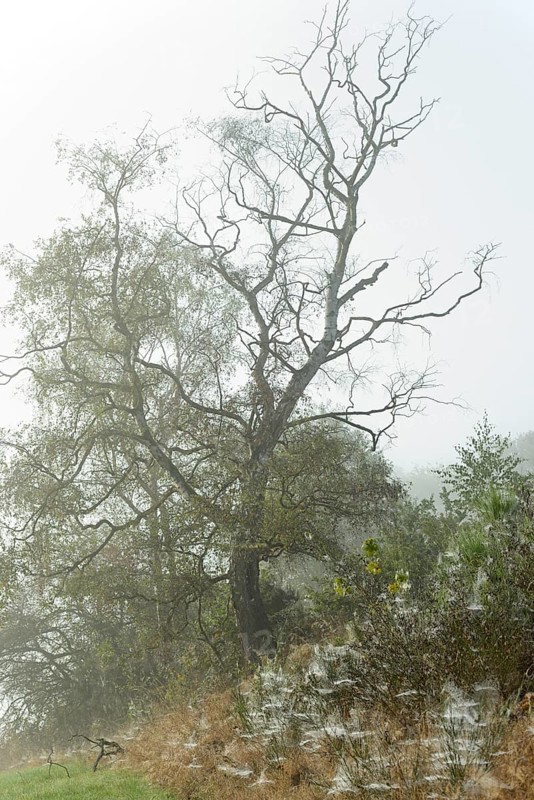 Foggy landscape, birch trees (Betula) and broom (Genista) with spider webs, North Rhine-Westphalia, Germany, Europe