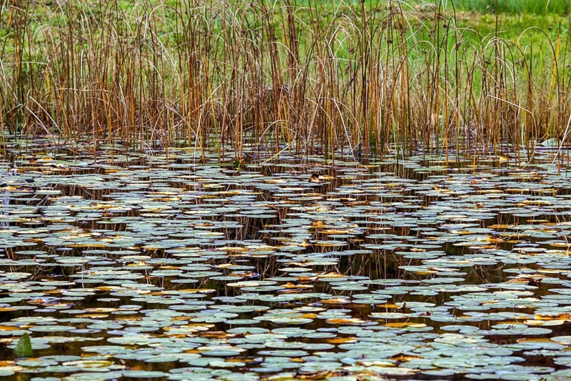 Reeds and water lily pads in the moor pond, Oberstdorf, Oberallgäu, Allgäu, Bavaria, Germany, Europe