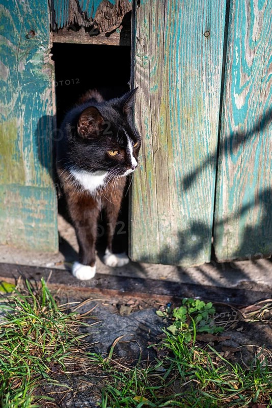A small cat looks out of a barn, Germany, Europe