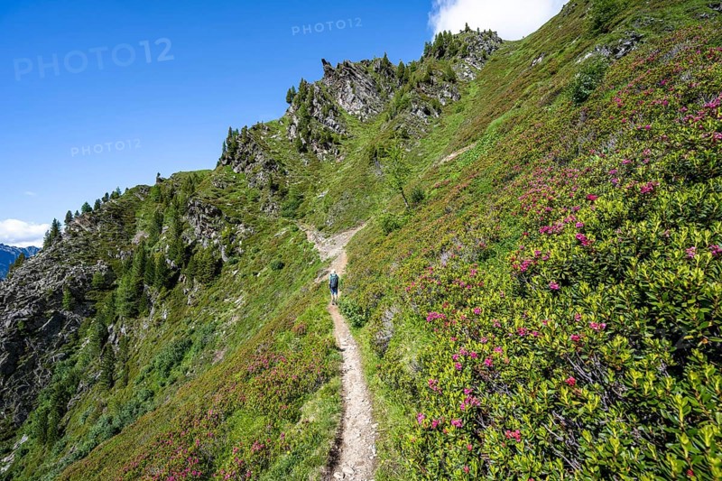 Mountaineer between alpine roses on a hiking trail, hike La Jonction, Chamonix, Haute-Savoie, France, Europe