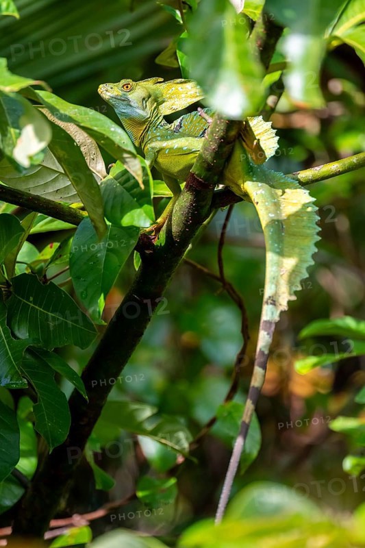 Plumed basilisk (Basiliscus plumifrons), adult male sitting on a branch, Tortuguero National Park, Costa Rica, Central America