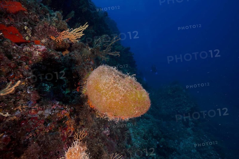 Sea ball, ball algae (Codium bursa) in the deep blue ocean. Dive site Giens Peninsula, Provence Alpes Côte d'Azur, France, Europe