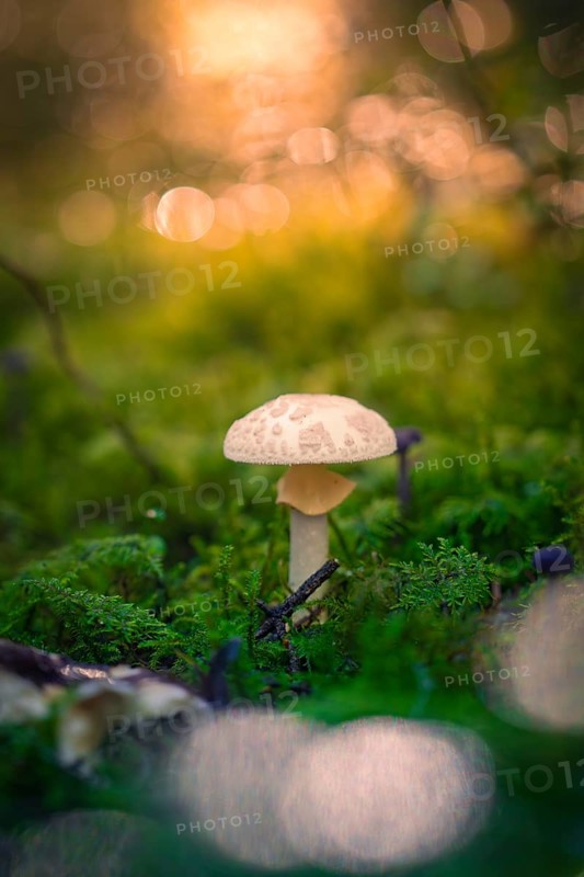 A small mushroom grows on a moss-covered area in the forest, illuminated by soft patches of light, Calw, Black Forest, Germany, Europe