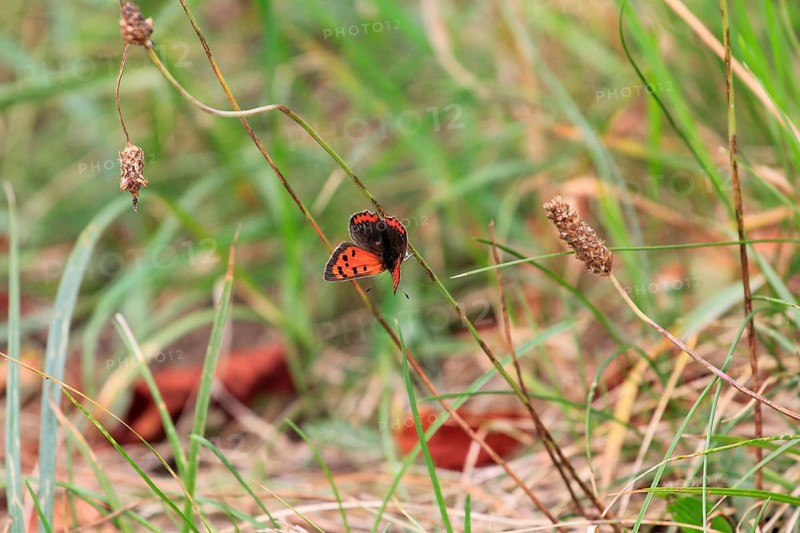 Small copper, September, Mecklenburg-Western Pomerania, Germany, Europe