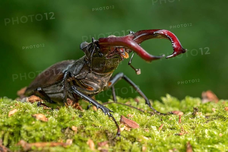 Stag beetle (Lucanus cervus), horned beetle, fire beetle, male with large mandibles, upper jaw, antlers, in the forest on moss on a tree stump, endangered species, species protection, nature conservation, rare, Raumertswald, Vogelsberg Volcanic Region nature park Park, Nidda, Wetterau, Hesse, Germany, Europe