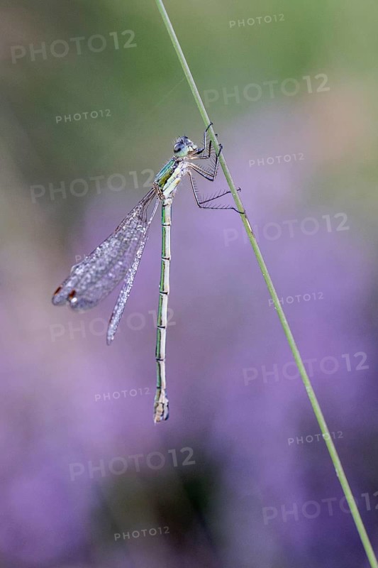 Emerald Damselfly (Lestes viridis), Emsland, Lower Saxony, Germany, Europe