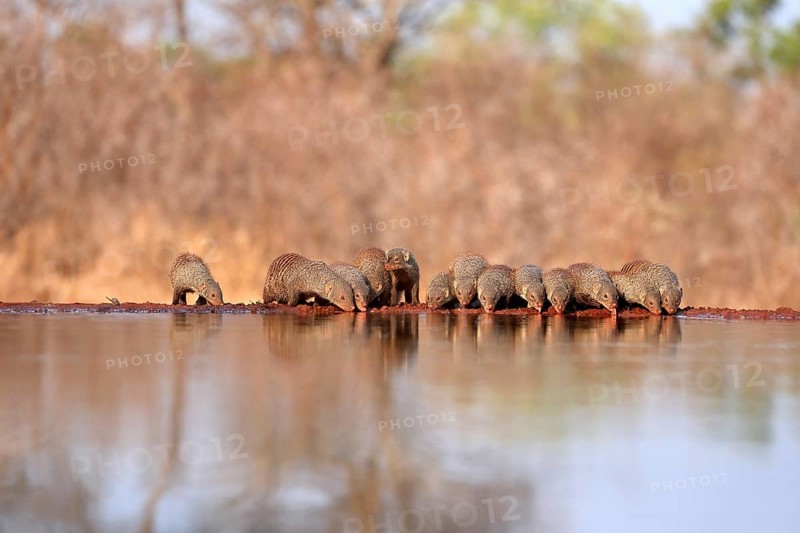 Zebra mongoose (Mungos mungo), adult, group, at the water, drinking, Kruger National Park, Kruger National Park, Kruger National Park South Africa