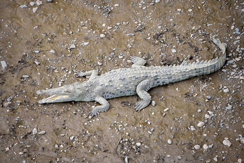American crocodile (Crocodylus acutus) with open mouth, from above, Rio Tarcoles, Carara National Park, Puntarenas Province, Costa Rica, Central America