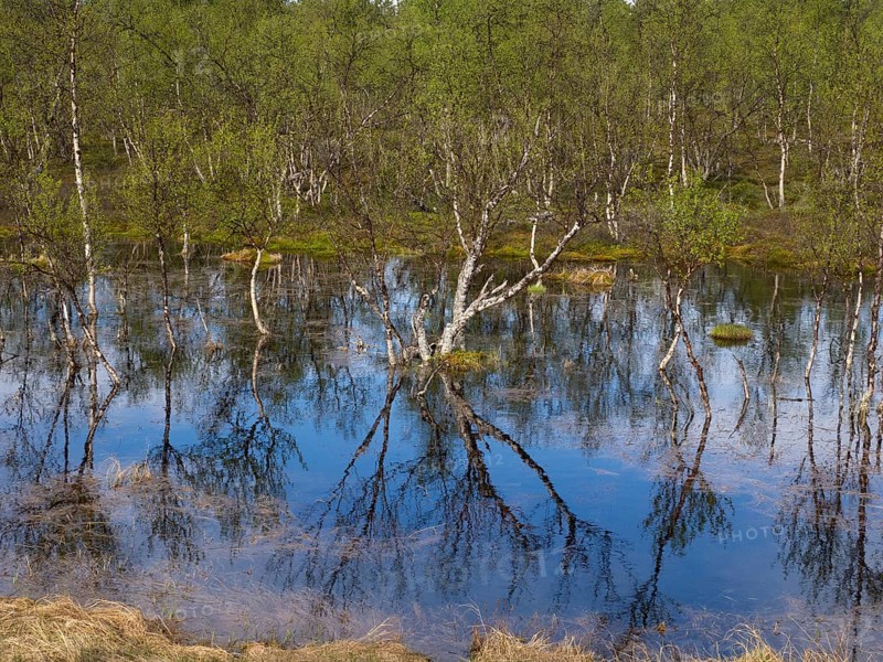 Bogland, with Hairy Birch (Betula pubescens) trees, beside Pokka, May, Finnish Lapland