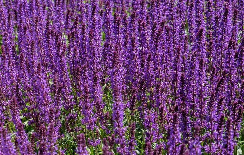 Woodland sage (Salvia nemorosa), North Rhine-Westphalia, Germany, Europe