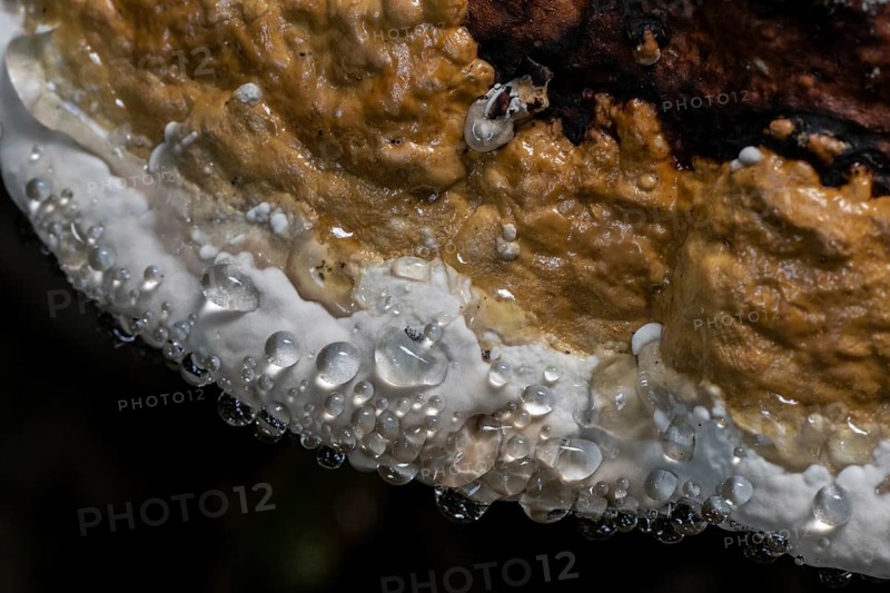 Beeswax Bracket (Ganoderma pfeifferi) with guttation drops, Emsland, Lower Saxony, Germany, Europe