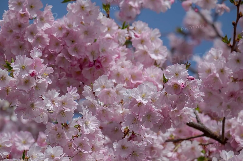 Japanese cherry (Prunus serrulata), Southern Palatinate, Palatinate, Rhineland-Palatinate, Germany, Europe