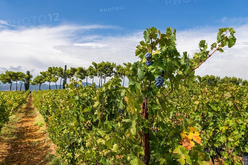 Vine, viticulture, agriculture, agribusiness, winegrower, wine, red wine, plantation, Suvereto, Tuscany, Italy, Europe