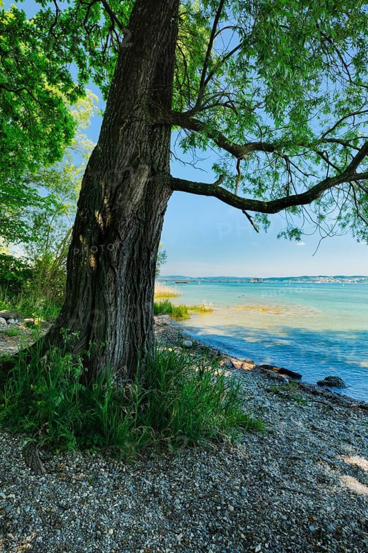 Tree provides shade on the beach near Lake Constance, Altnau in the canton of Thurgau, Switzerland, Europe
