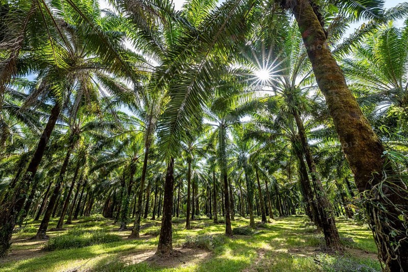 Palm oil plantation, environmental destruction through monoculture, Costa Rica, Central America