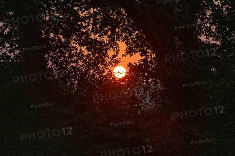Setting sun between English oaks (Quercus robur), Emsland, Lower Saxony, Germany, Europe