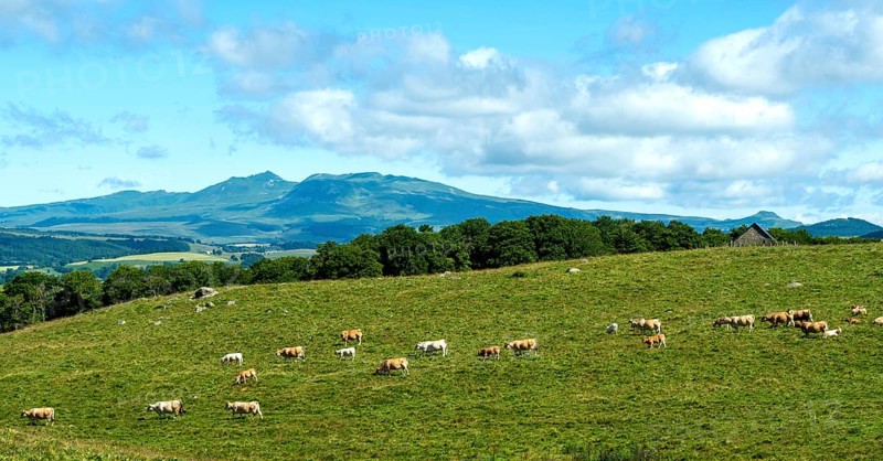 Herd of Aubrac cows grazing in the Cezallier region of Auvergne Volcanoes Natural Park against the backdrop of the Sancy Massif, Puy de Dome, Auve
