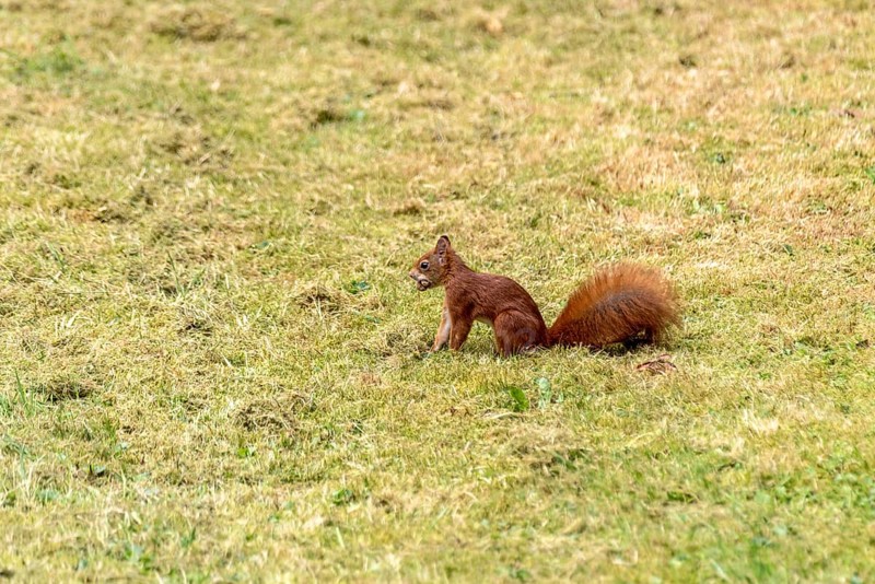 Eurasian squirrel (Sciurus vulgaris) hiding hazelnuts, hazel (Corylus avellana) in meadow, Nidda, Wetterau, Hesse, Germany, Europe