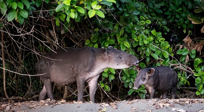 Baird's tapir (Tapirus bairdii), mother and young, in the rainforest, Corcovado National Park, Osa, Puntarena Province, Costa Rica, Central America