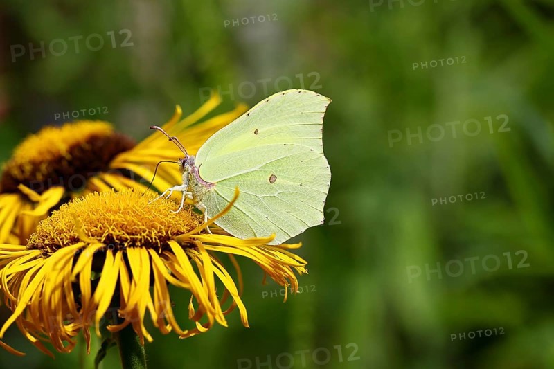 Lemon butterfly (Gonepteryx rhamny) on a yellow flower of a Great Telekie (Telekia speciosa), Wilnsdorf, North Rhine-Westphalia, Germany, Europe