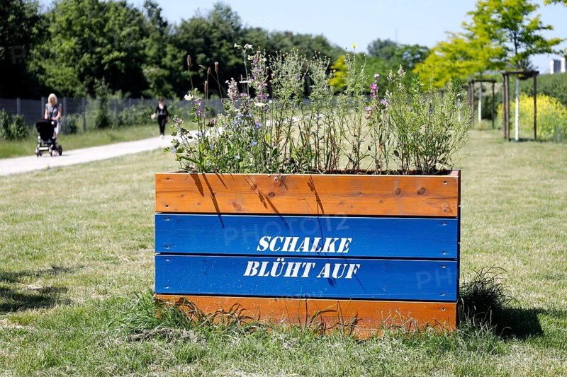 Schalke blüht auf stands on a flowerpot planted with flowers in Gelsenkirchen. Schalke 04 has been relegated to the 2nd league, Gelsenkirchen, 13.06.2021