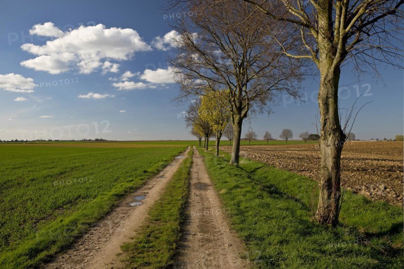 Path with trees in an argar landscape, Grottenherten, Bedburg, Rhine-Erft district, Lower Rhine, North Rhine-Westphalia, Germany, Europe