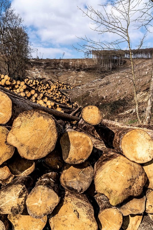 Cleared forest area north of the village of Öventrop, district of Arnsberg, dead spruce stands were felled, dead trees due to bark beetle infestation, Arnsberg Forest, North Rhine-Westphalia, Germany, Europe