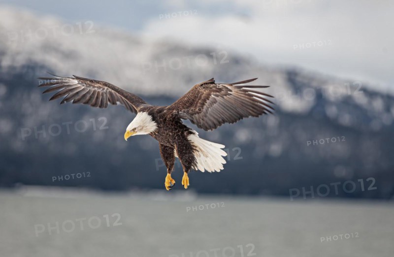 Bald eagle, Haliaeetus leucocephalus, flying, adult, winter, Homer, Alaska, USA, North America