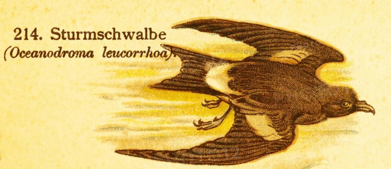Storm Petrel (Oceanodroma leucorrhoa) or Storm Petrel (Oceanodroma leucorhoa) in flight, World of Birds, historical illustration 1890