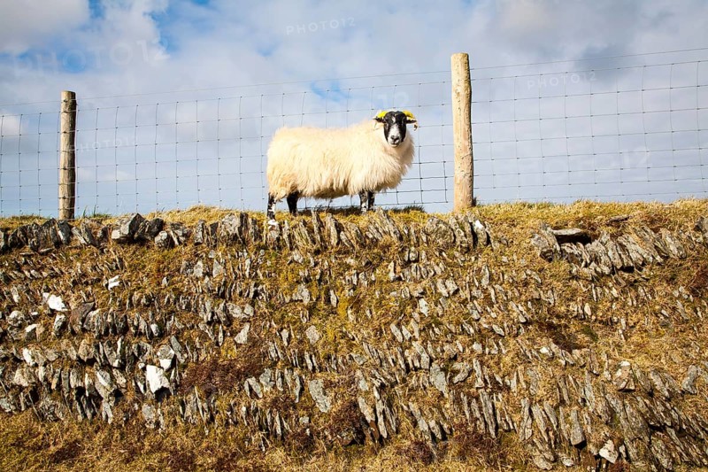 Sheep standing on dry stone wall, Exmoor national park, Devon, England, United Kingdom, Europe