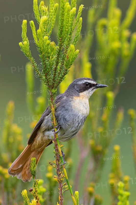 Cossypha caffra, family of flycatchers, Underberg surroundings, Underberg, KwaZulu-Natal, South Africa, Africa