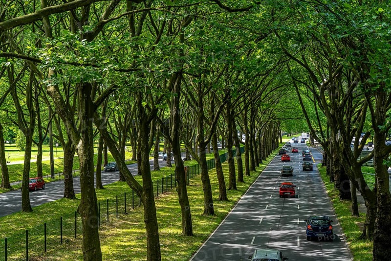 The B1, Rheinlanddamm Straße in Dortmund, an avenue of plane trees, two-way traffic in both directions, dense plane tree forest along the thoroughfare for a good 6 kilometres, part of the German Avenue Road, North Rhine-Westphalia, Germany, Europe