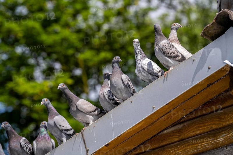 Carrier pigeons, on a pigeon loft, pigeon fancier, Mülheim, North Rhine-Westphalia, Germany, Europe
