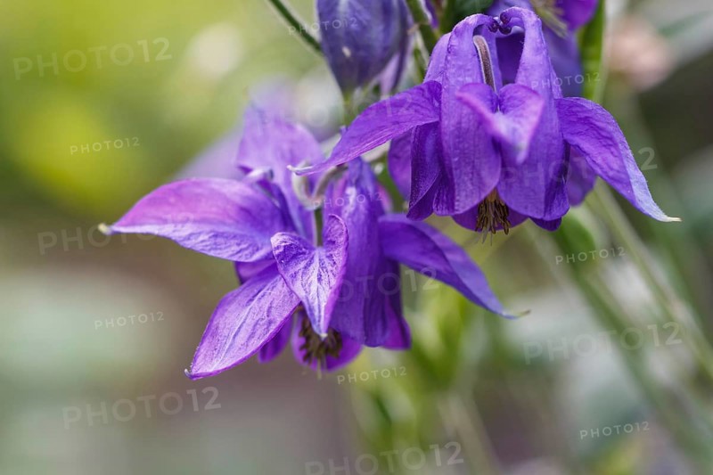 Purple aquilegia (columbine) flower on a green blurred background. Closeup