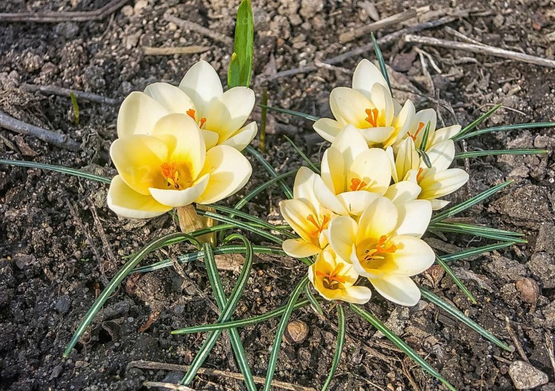 Crocuses blooming in the botanical garden in spring