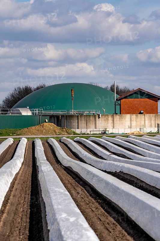 Asparagus fields, asparagus stems under foil, for faster growth, biogas plant on a farm, near Kirchhellen, district of Bottrop, North Rhine-Westphalia, Germany, Europe