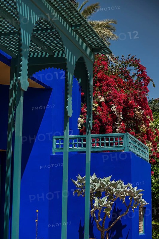 Majorelle Garden, botany, cactus, cacti, bougainvillea, flora, plant, botany, tropical, climate, architecture, indigo, blue, tree, park, decoration, attraction, travel, holiday, Marrakech, Morocco, Africa
