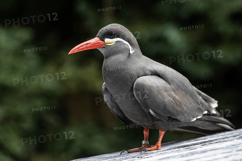 Inca Tern (Larosterna inca), Walsrode Bird Park, Lower Saxony, Germany, Europe