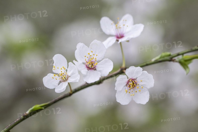 Myrobolane (Prunus cerasifera), Emsland, Lower Saxony, Germany, Europe