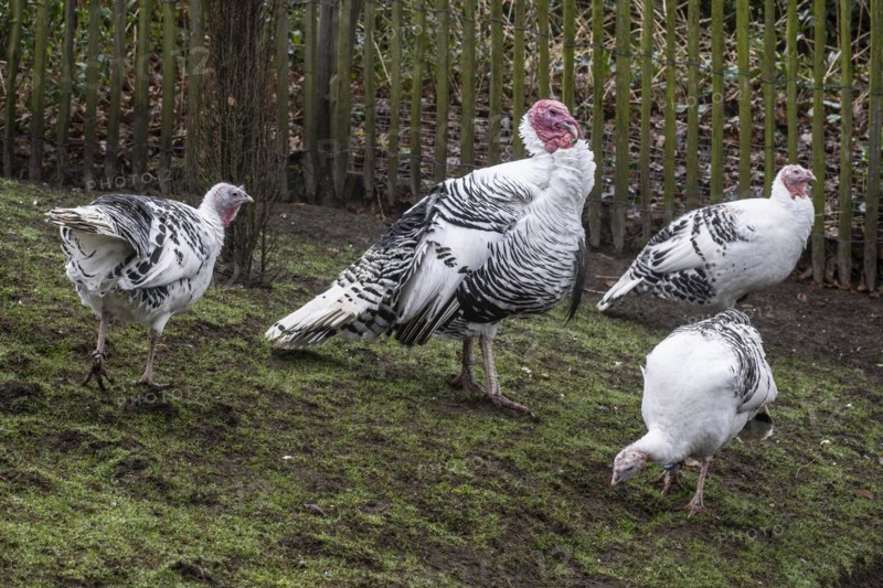 Cröllwitz turkeys (Meleagris gallopavo f. domestica), Tierpark Nordhorn, Lower Saxony, Germany, Europe