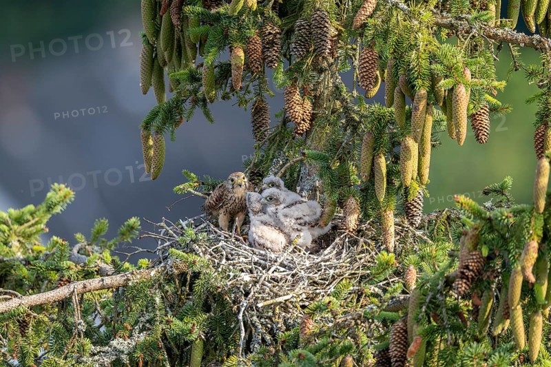 Common kestrel (Falco tinnunculus), female adult bird feeding young birds not yet ready to fly in the nest, Rhineland-Palatinate, Germany, Europe