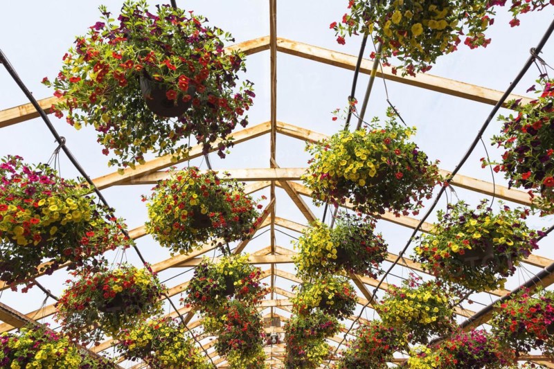 Yellow and red flowers in hanging baskets being grown in containers inside greenhouse in spring, Quebec, Canada, North America